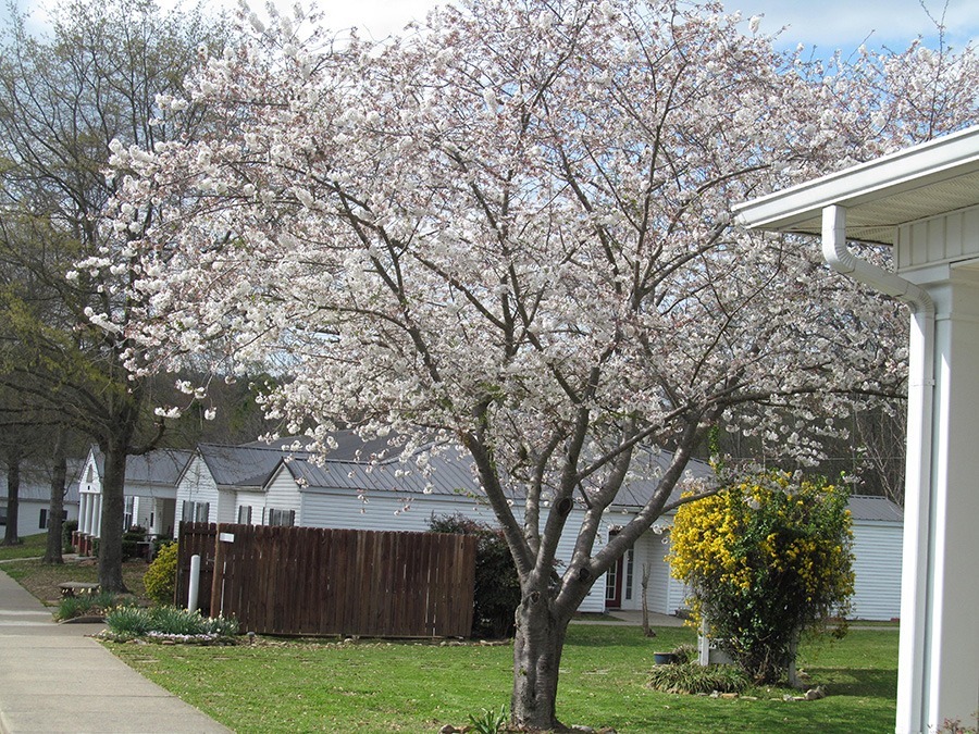 Spring Grove 03